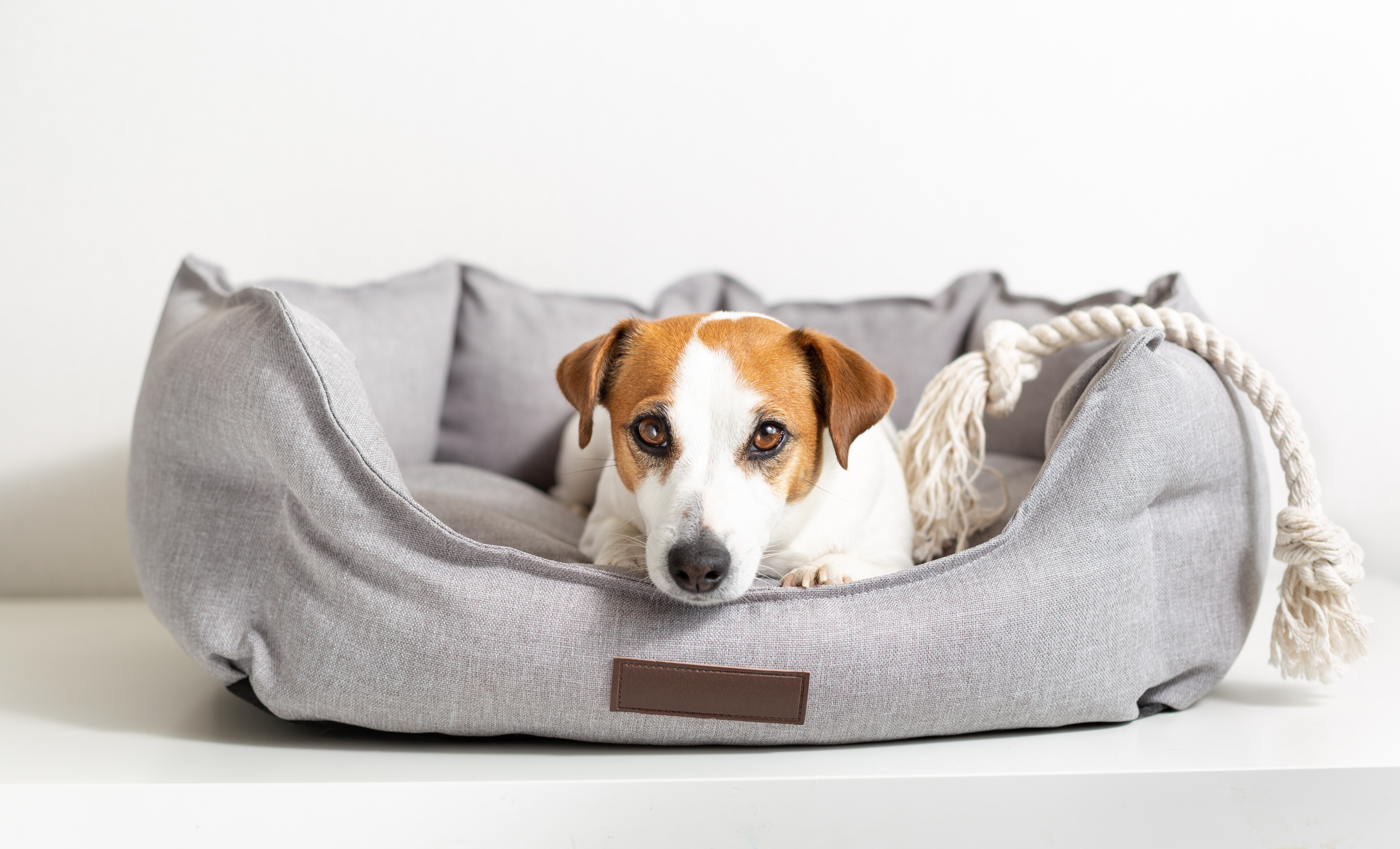 Portrait of a dog jack russell terrier lying in a pet bed and looking at camera.