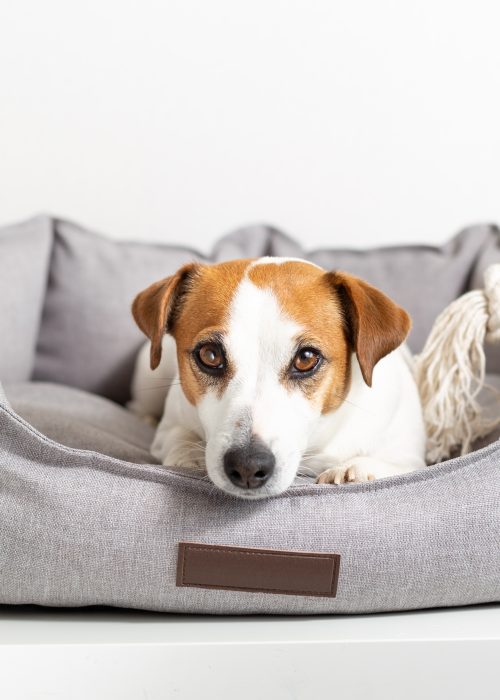 Portrait of a dog jack russell terrier lying in a pet bed and looking at camera.